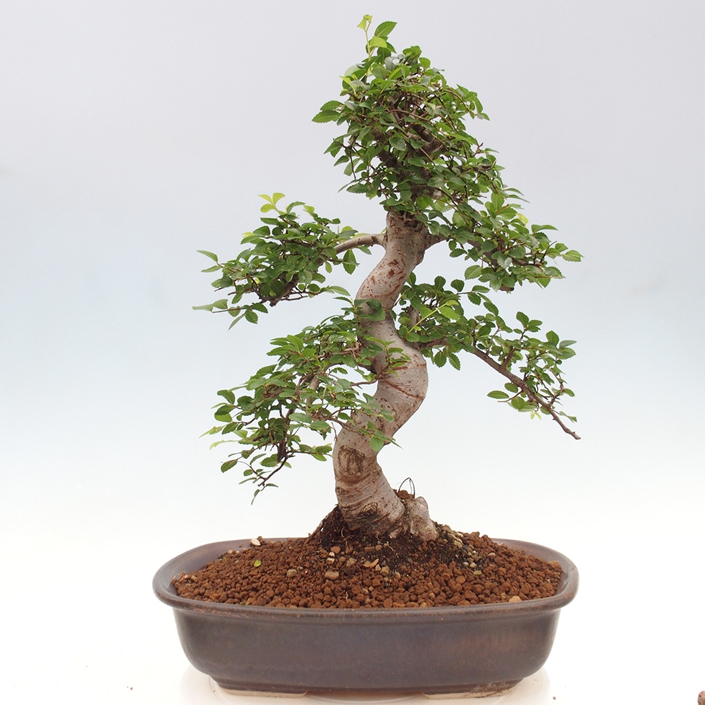 Izbová bonsai - Ulmus parvifolia - Malolistý brest