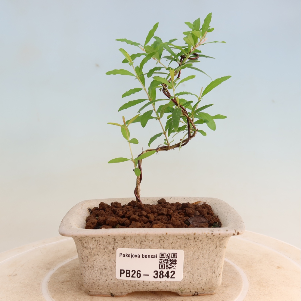 Izbový bonsaj-PUNICA granatum nana-Granátové jablko