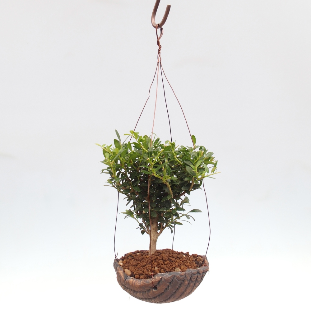 Kokedama v keramike - Ilex crenata - Cezmína