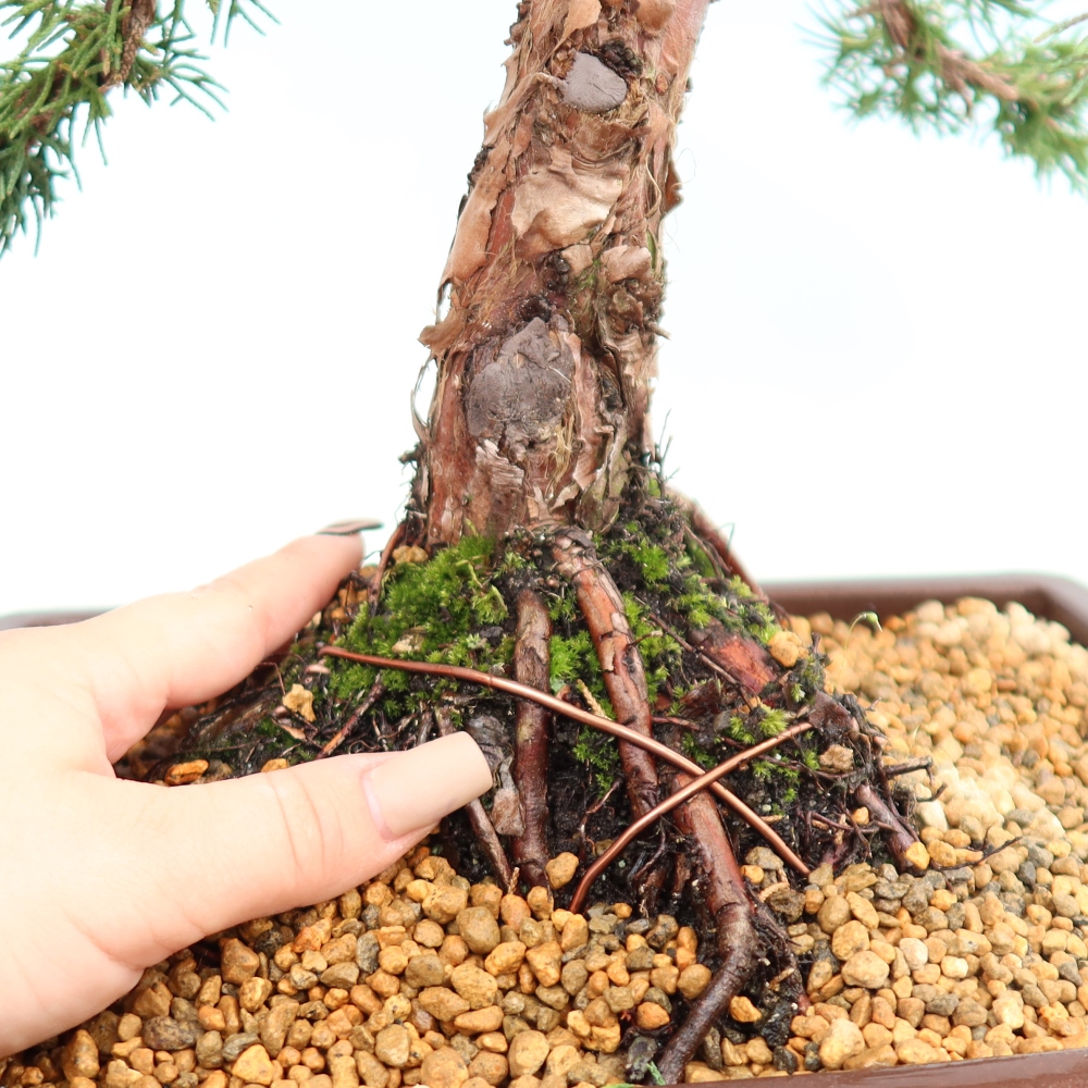Vonkajší bonsaj - Juniperus chinensis Kishu