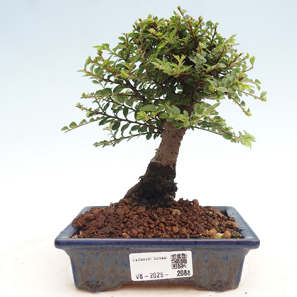 Vonkajší bonsai - Ulmus parvifolia Hokkaido - brest Čínsky