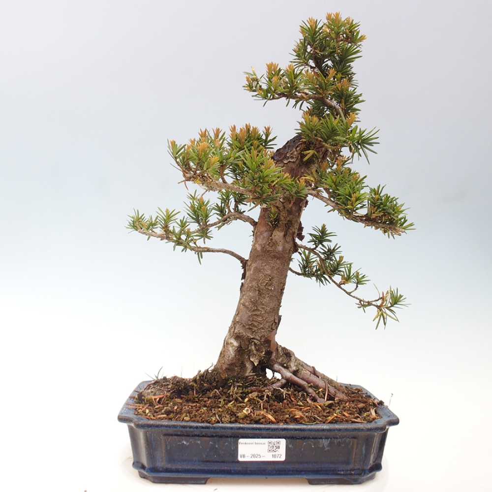 Vonkajší bonsai - Taxus cuspidata - Tis japonský