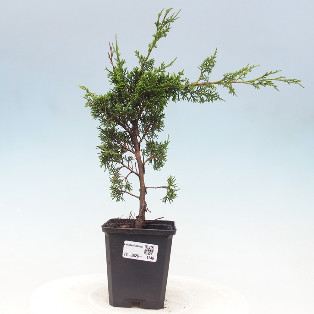 Vonkajší bonsaj - Juniperus chinensis Itoigawa