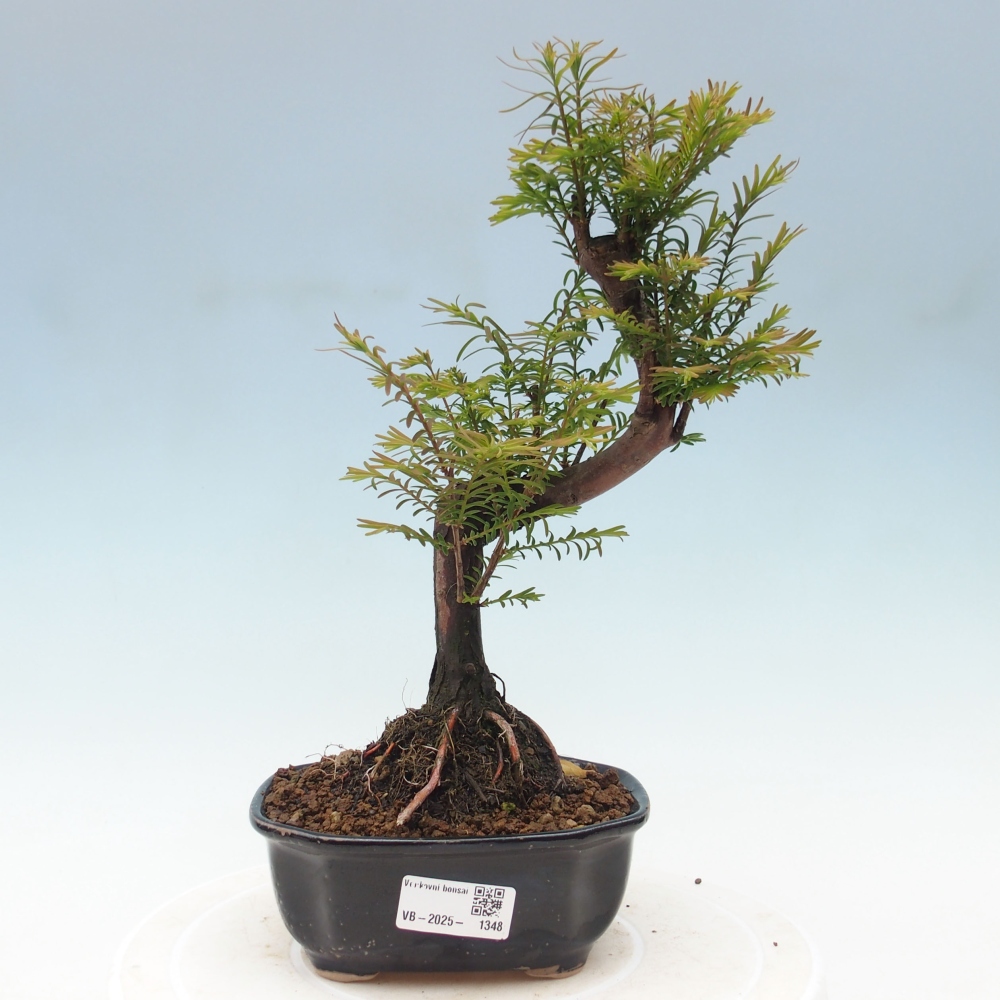 Vonkajšie bonsai - Metasequoia glyptostroboides - Metasekvoja Čínska
