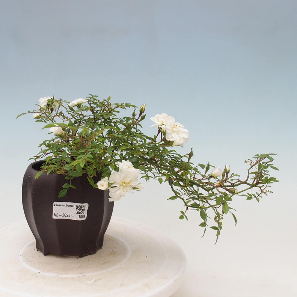 Vonkajší bonsai - Rosa Sea Foam - ruža