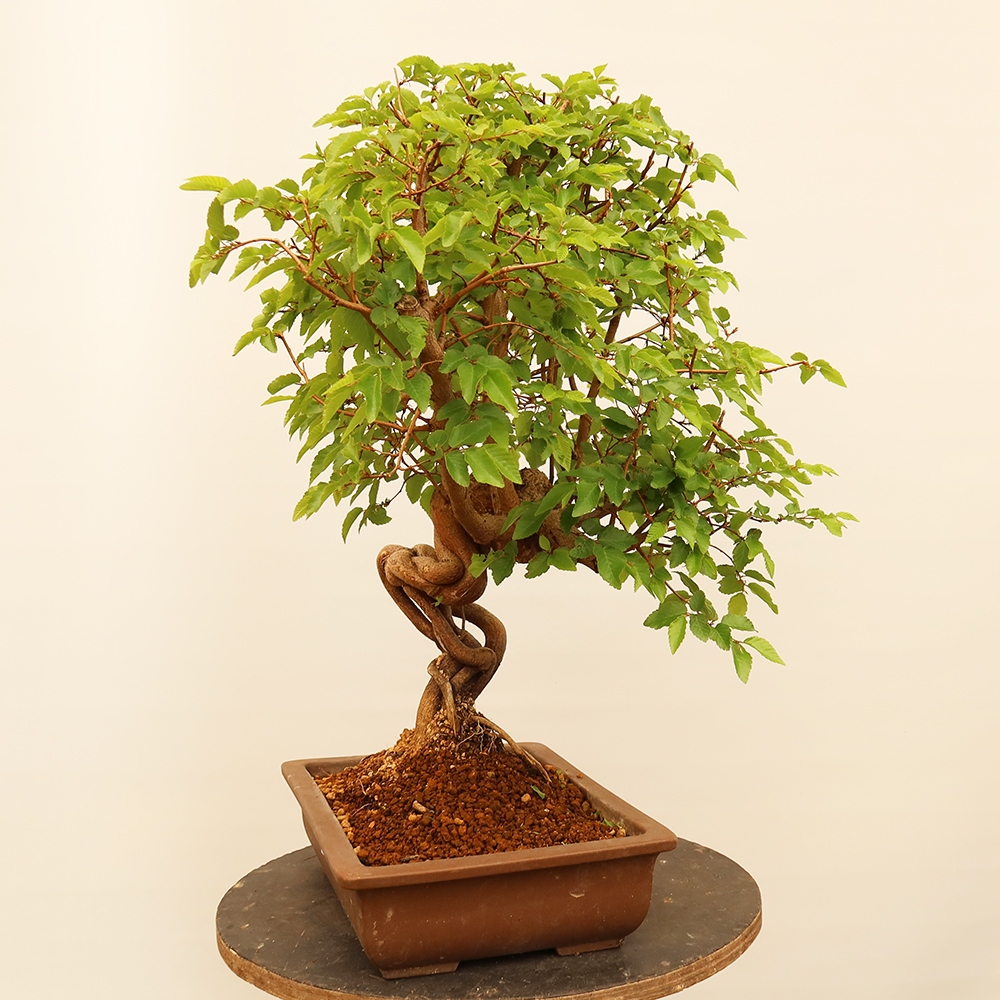 Vonkajší bonsai -Carpinus Coreana - Hrab kórejský