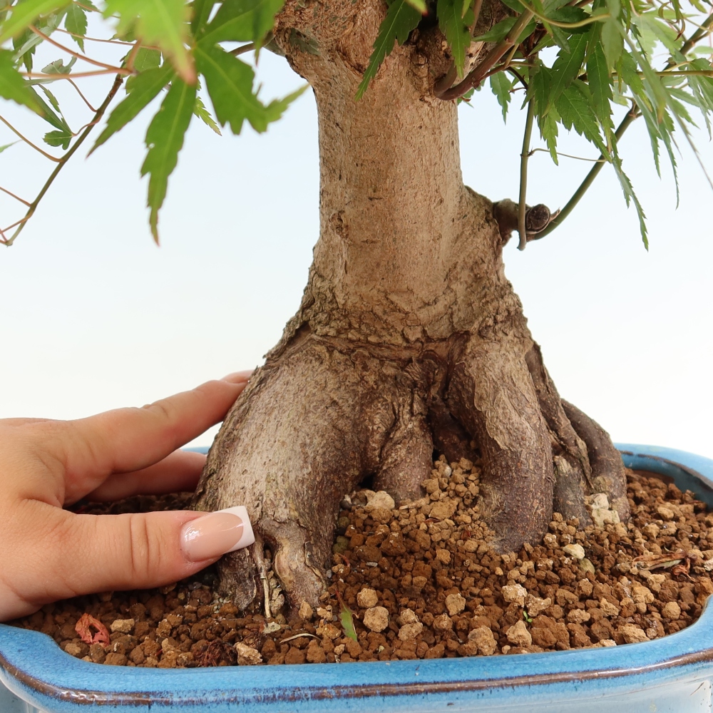 Vonkajšie bonsaje - Javor Burger - Acer Burgerianum
