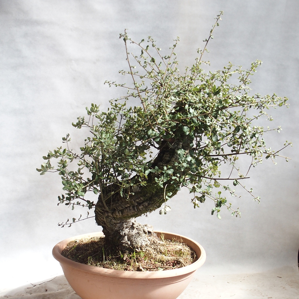 vonkajšie bonsai Quercus suber - Korkový dub