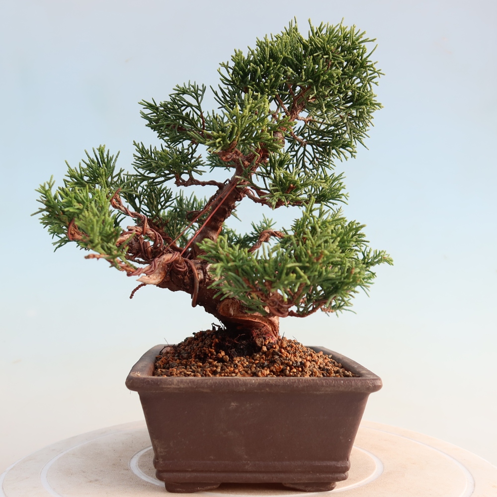 Vonkajší bonsai - Juniperus chinensis Itoigawa -Jalovec čínsky