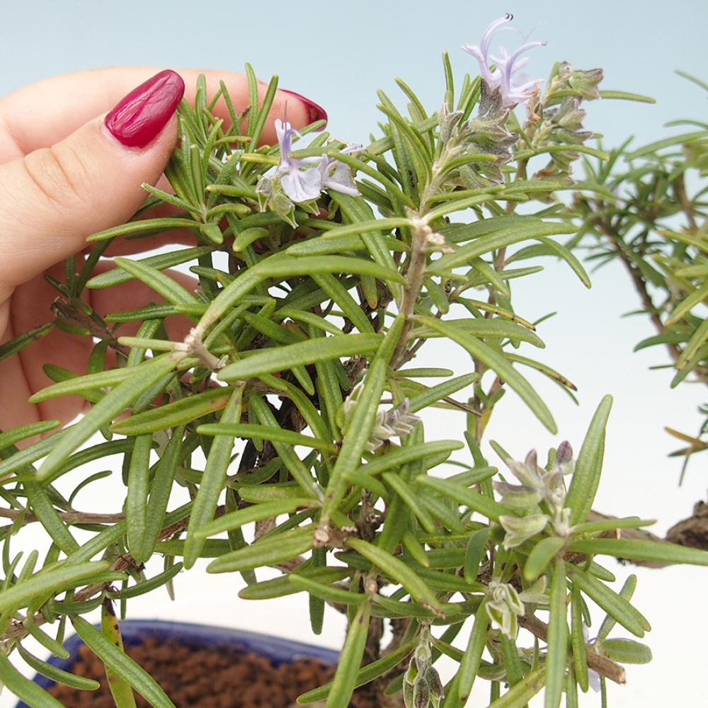 Vonkajší bonsai - Rozmarín lekársky - Rosmarinus officinalis