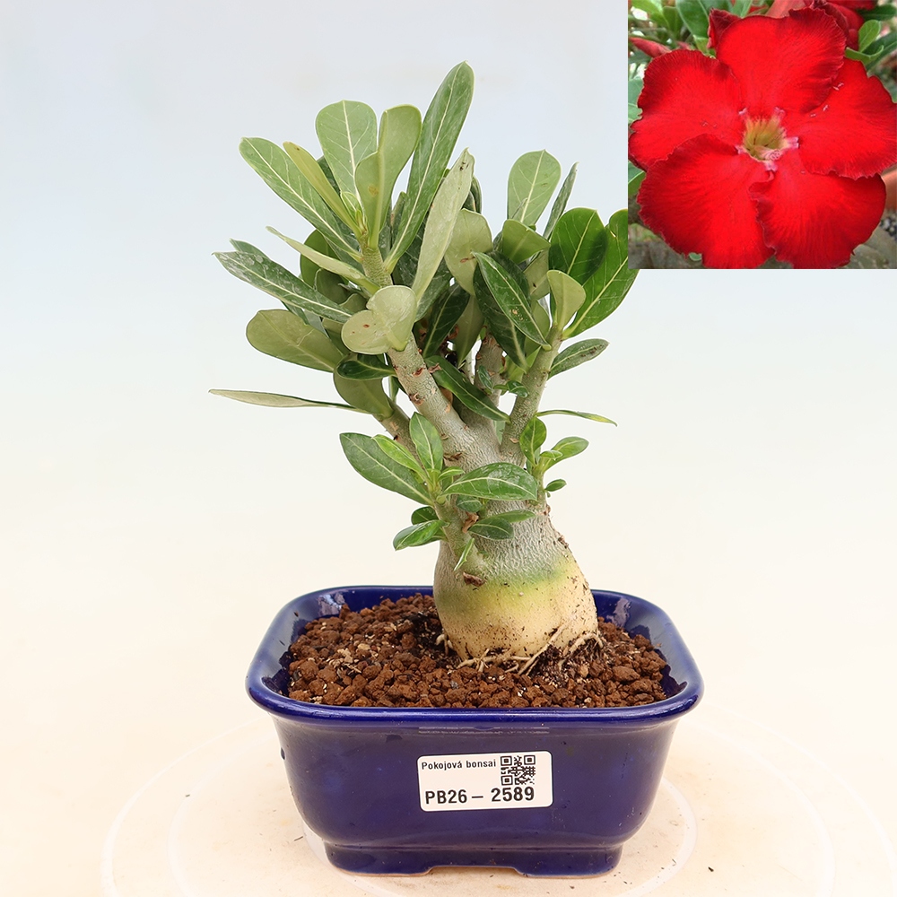 Izba bonsai – Adenium obesum Red Star – Púštna ruža
