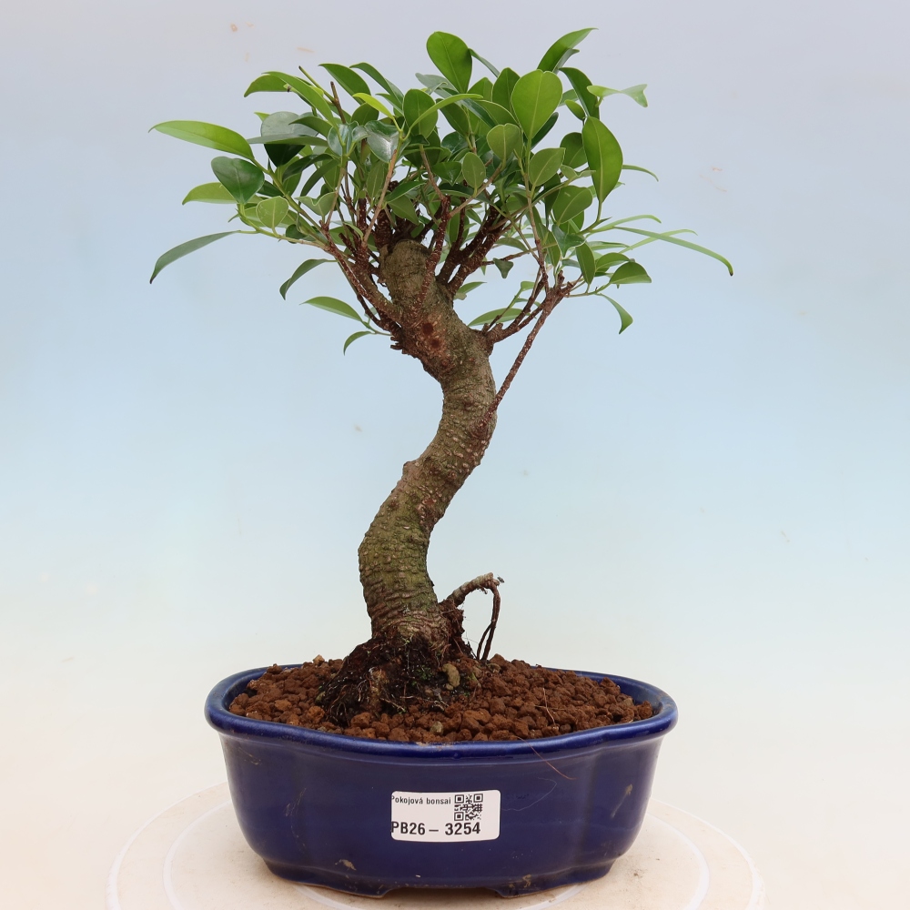 Izbové bonsaje - Ficus kimmen - drobnolistý fikus