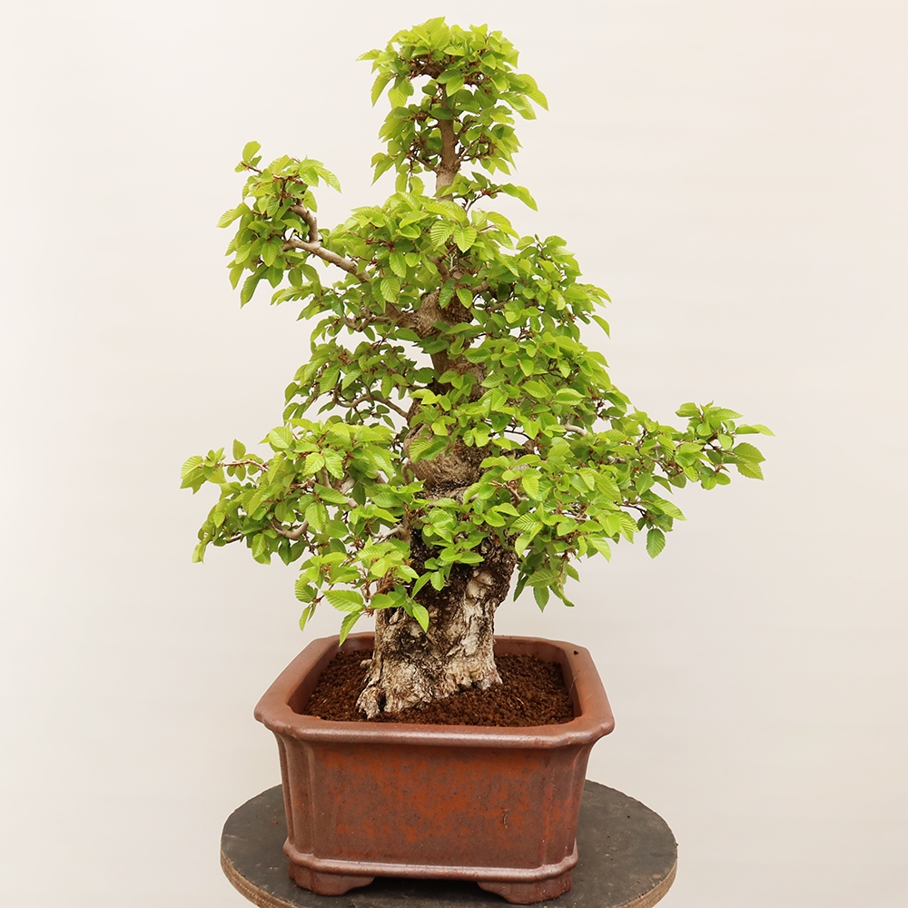 Vonkajší bonsai -Carpinus Coreana - Hrab kórejský