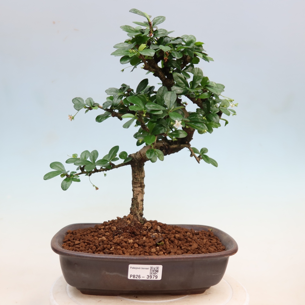 Izbové bonsaje - Carmona macrophylla - Tea fuki