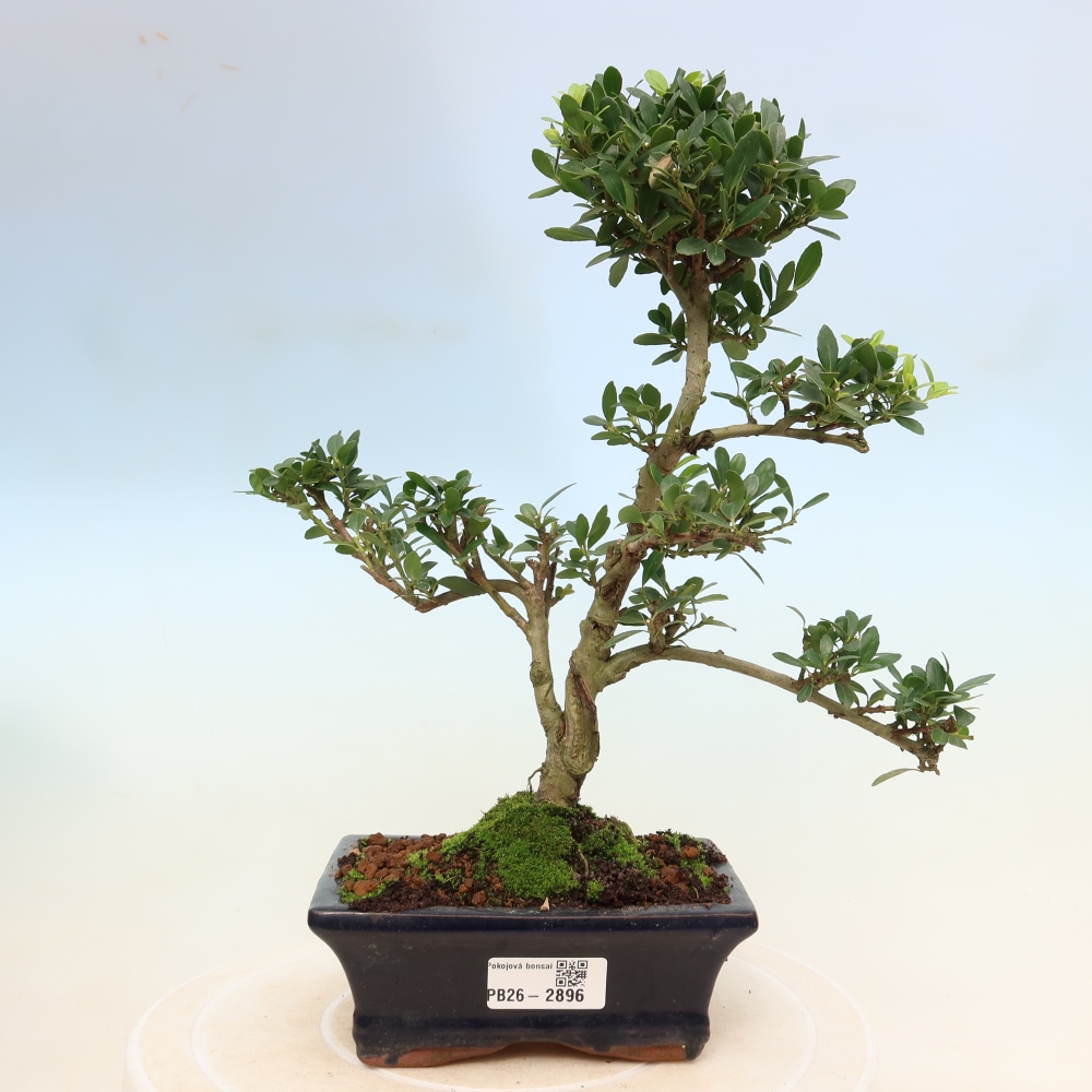 Izbový bonsaj - Ilex crenata - Cesmína