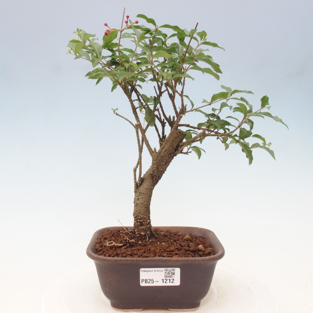 Izbová bonsai - Malpighia coccigera- Barbdorská čerešňa