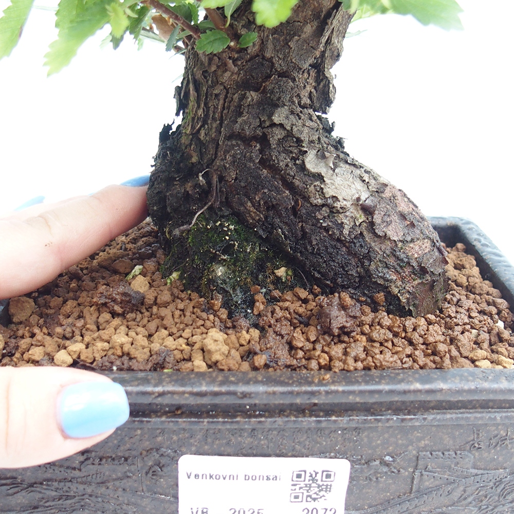 Vonkajšie bonsai - Zelkova - Zelkova Nirom