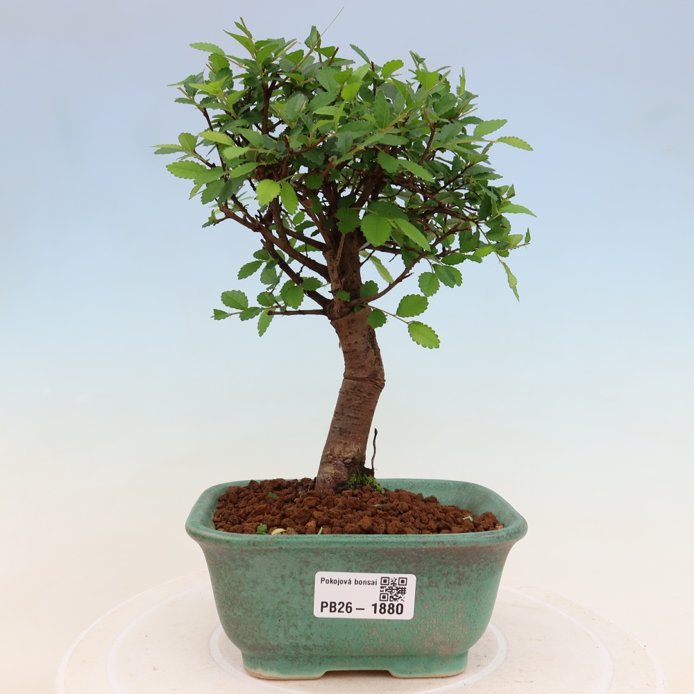 Izbový bonsaj - Ulmus parvifolia - brest malolistý