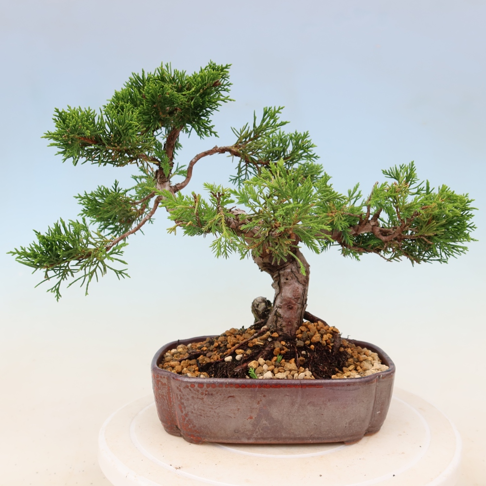 Vonkajší bonsaj - Juniperus chinensis Itoigawa