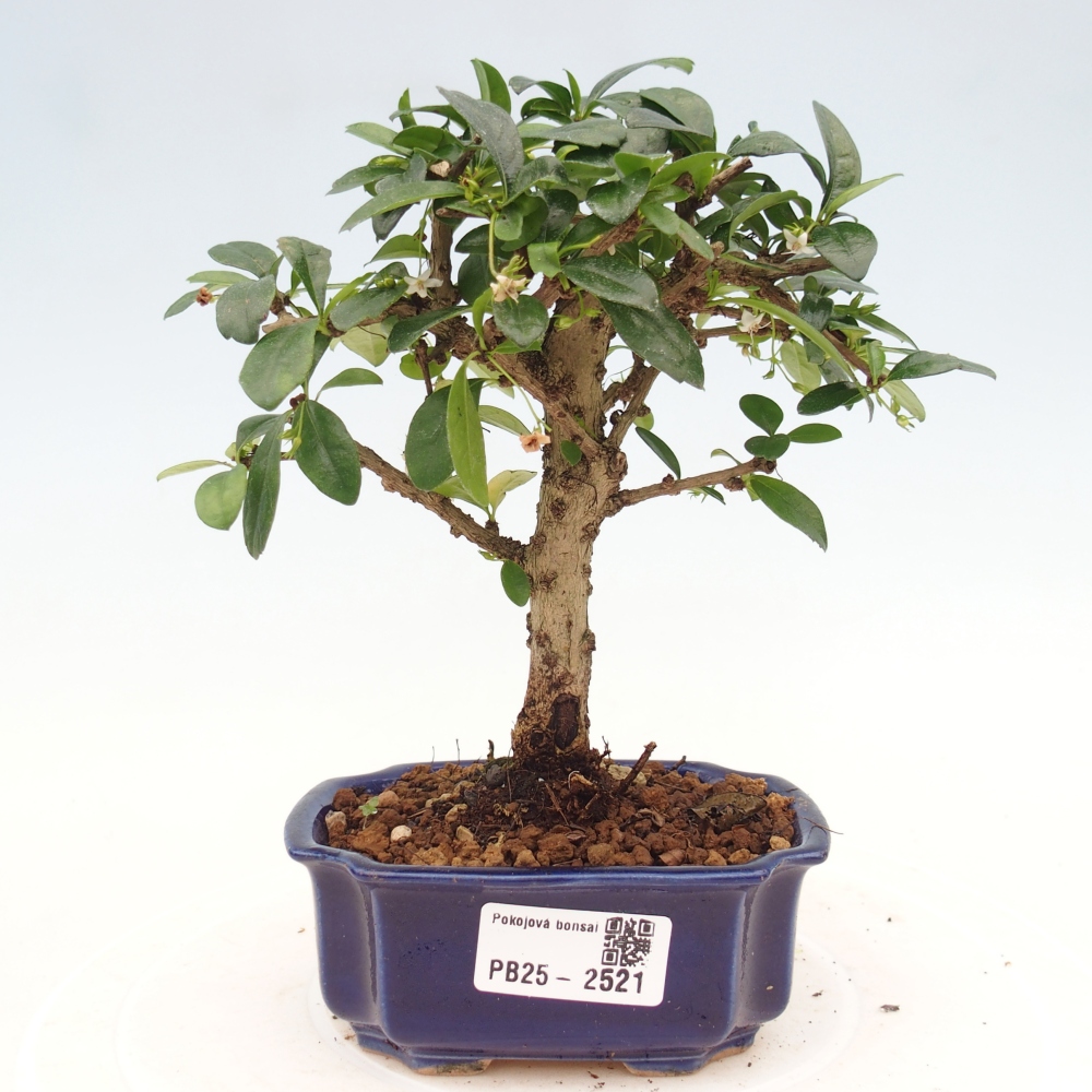 Izbová bonsai - Carmona macrophylla - Čaj fuki
