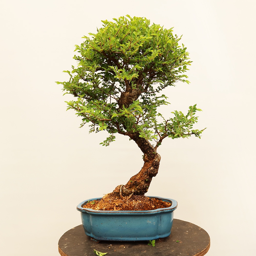 Vonkajšie bonsai - Zelkova - Zelkova NIRE