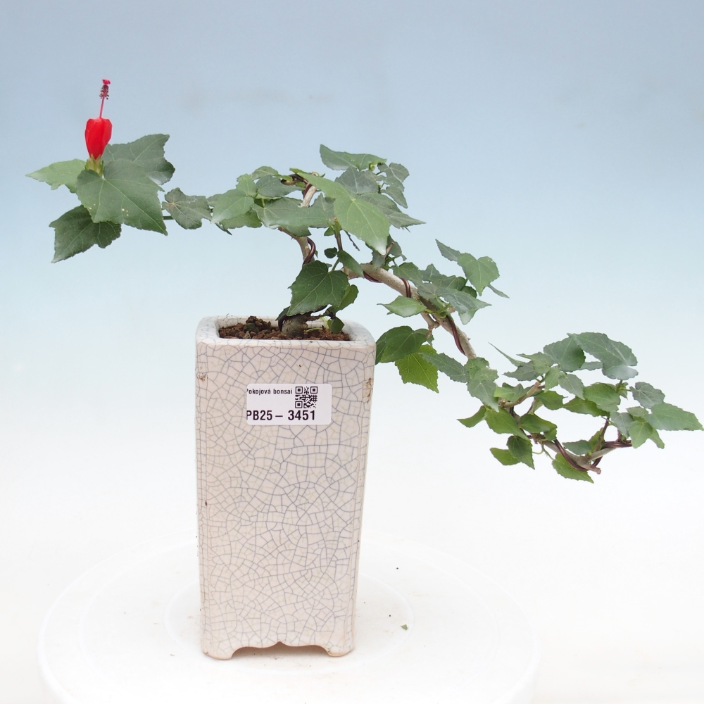 Izbový bonsaj - Malvaviscus arboreus