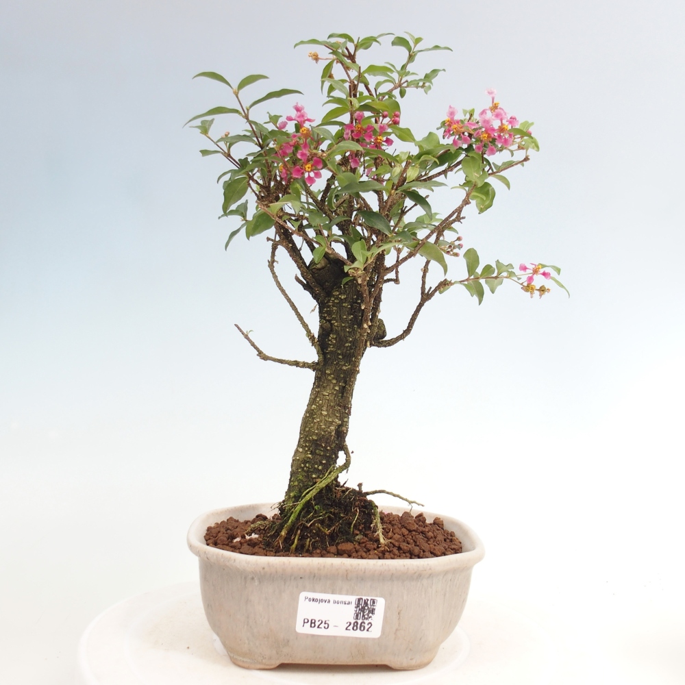 Izbová bonsai - Malpighia coccigera- Barbdorská čerešňa