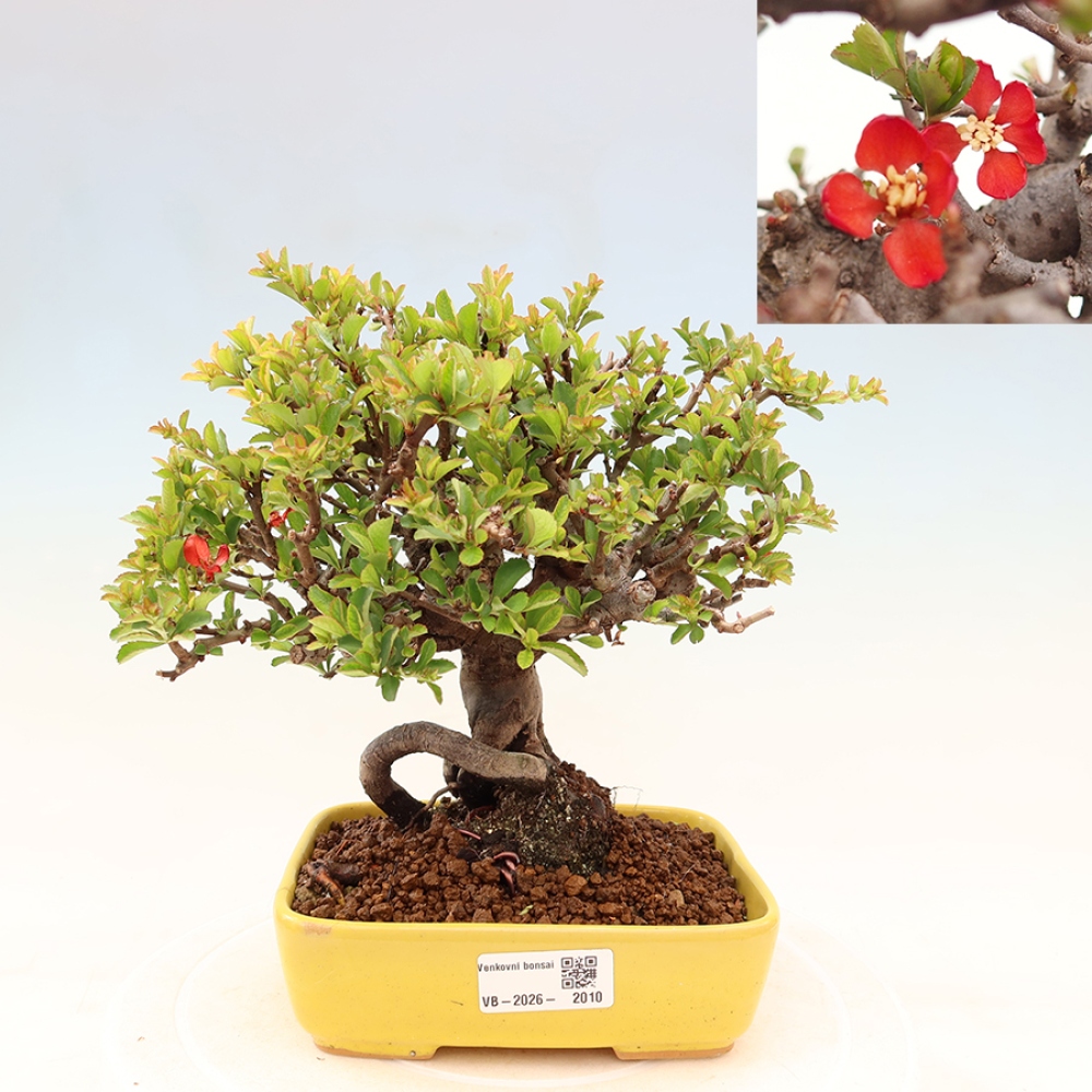 Vonkajší bonsaj - Chaneomeles speciosa Chojubai