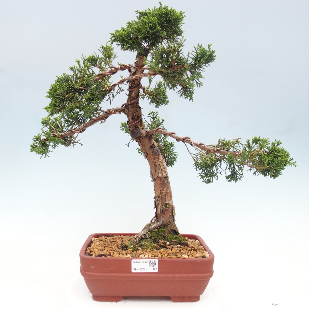 Vonkajší bonsaj - Juniperus chinensis Kishu