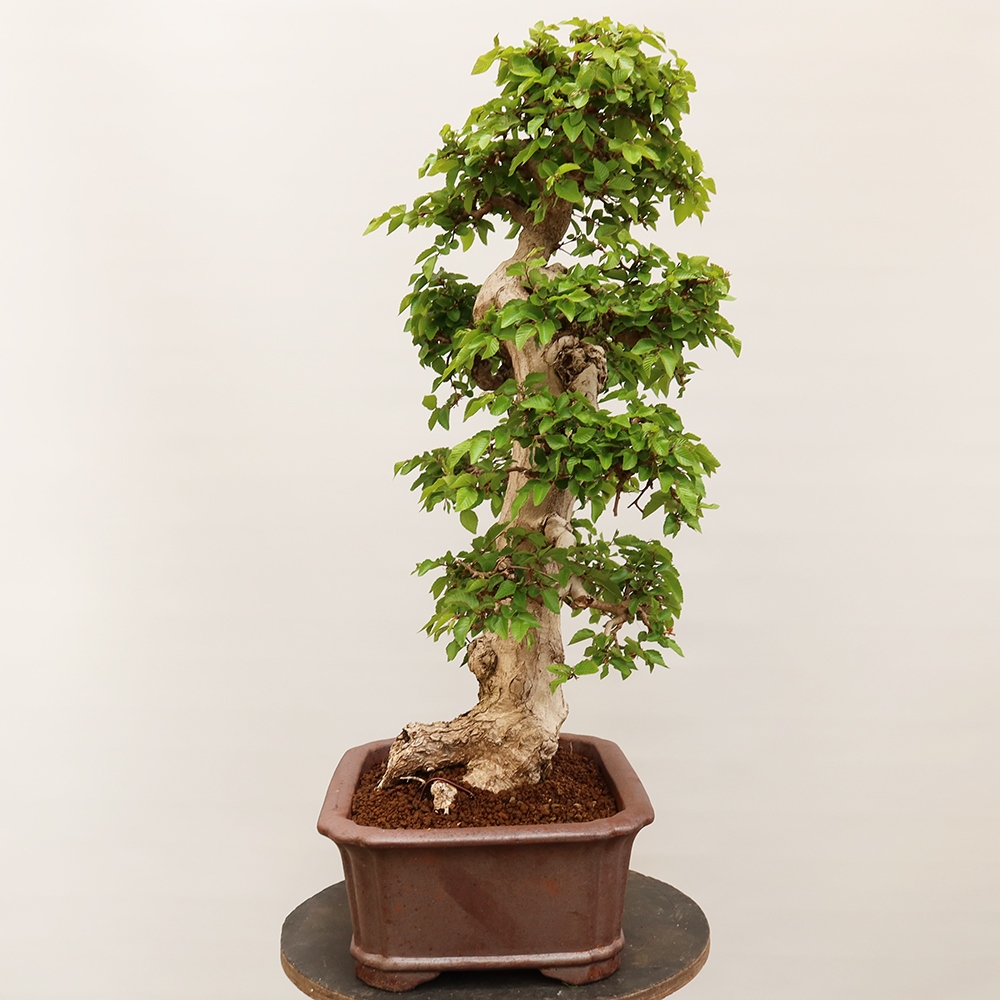 Vonkajší bonsai -Carpinus Coreana - Hrab kórejský
