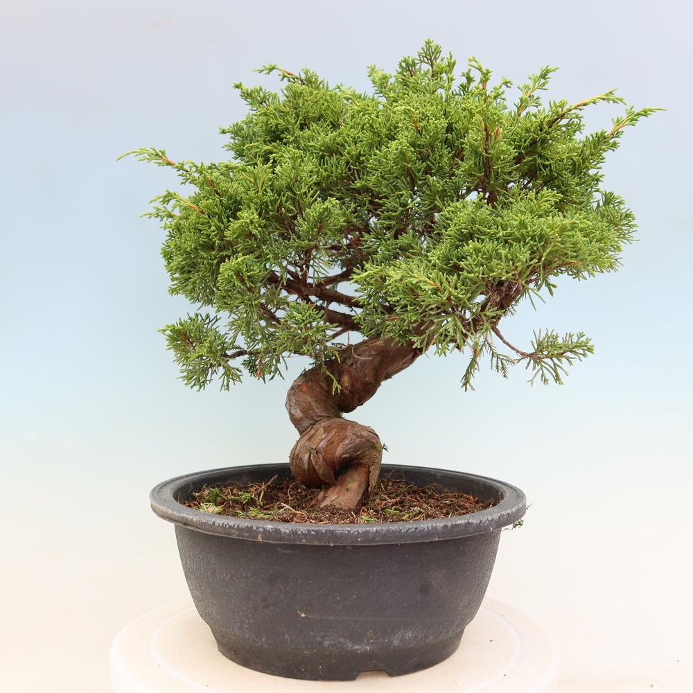 Vonkajší bonsai – Juniperus chinensis Itoigawa – čínsky jalovec
