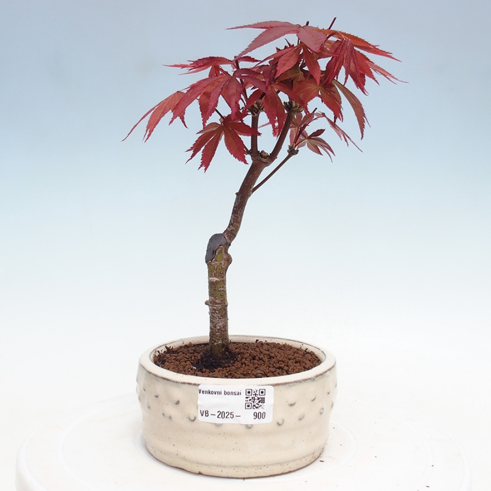 Vonkajší bonsai - Acer palm. Atropurpureum-Javor dlanitolistý