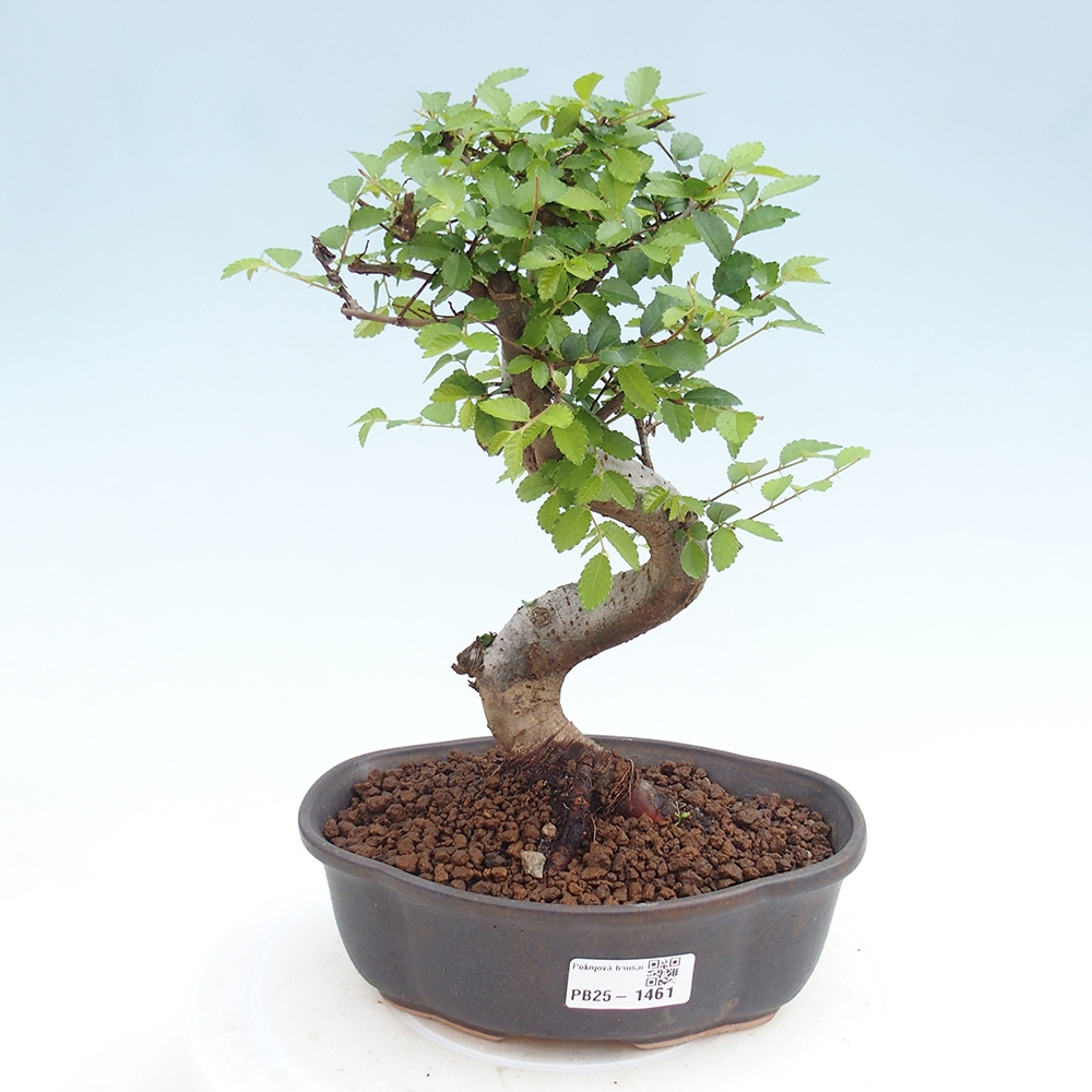 Izbová bonsai - Ulmus parvifolia - Malolistý brest