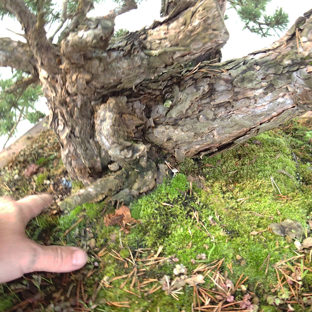 Yamadori - Pinus sylvestris Španielsko