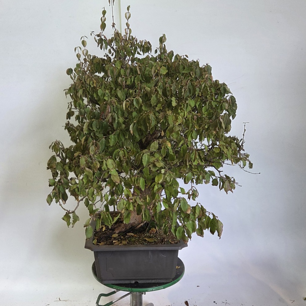 Vonkajšie bonsaje Drieň - Cornus Mas