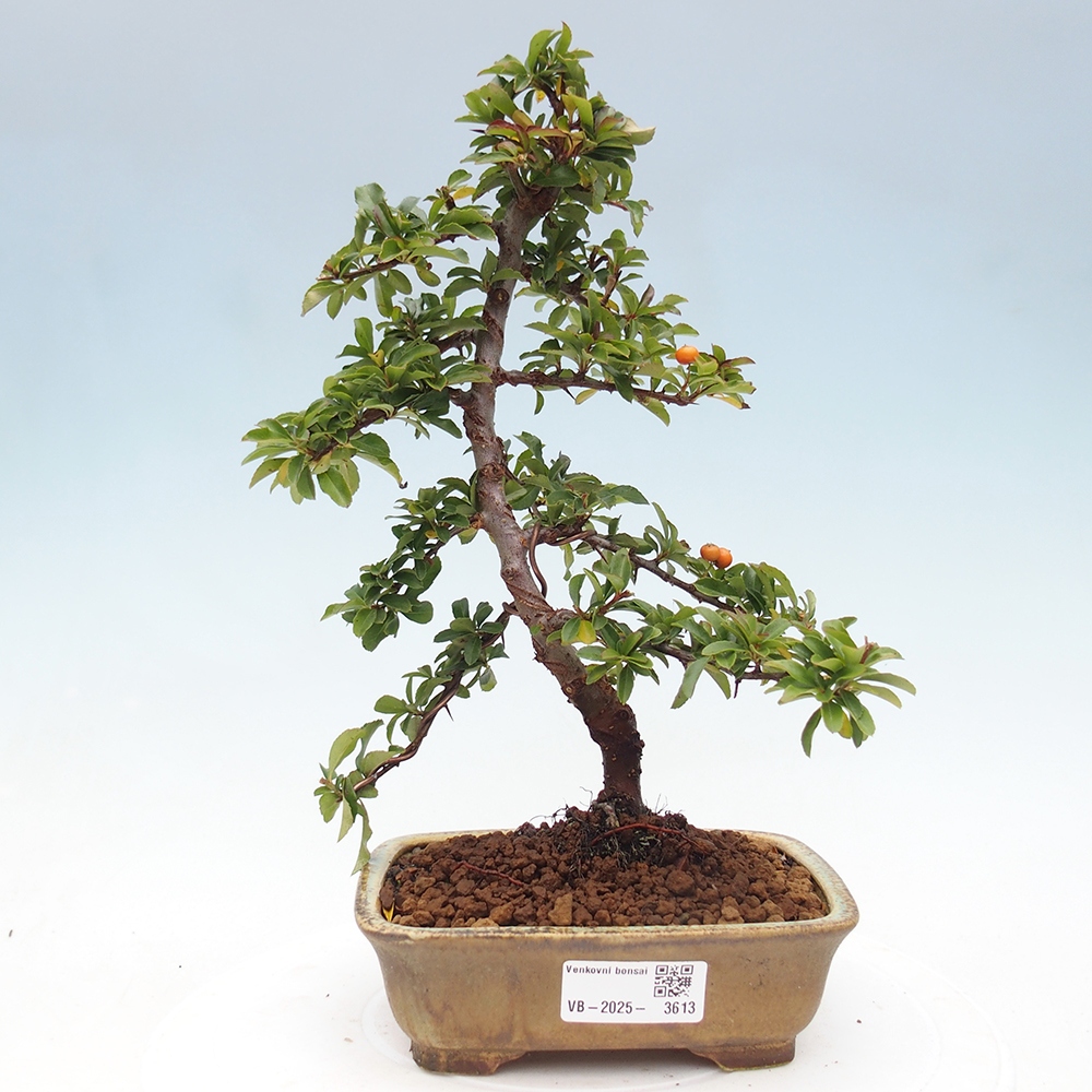 Vonkajšie bonsaje-Pyracantha Teton -Hlox