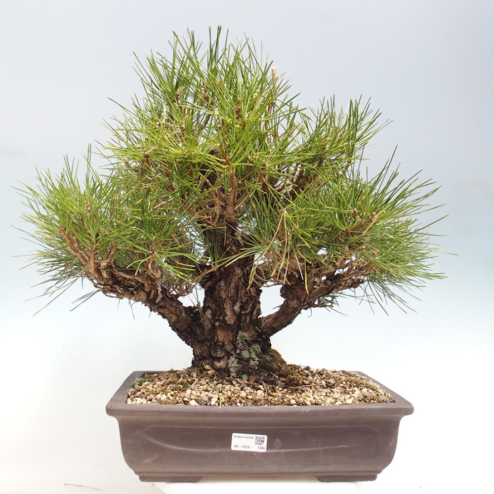 Vonkajšie bonsaje - Pinus thunbergii - borovica Thunbergova