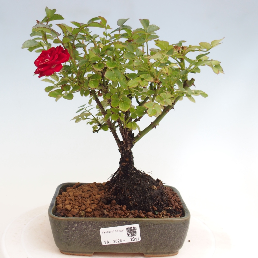 Vonkajší bonsai - Rosa Kordes - ruža