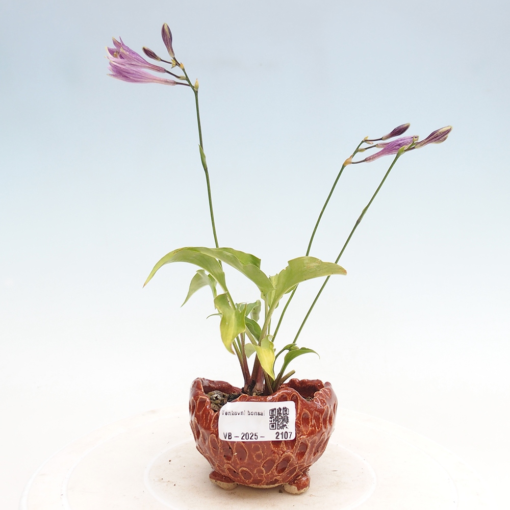 Vonkajšie bonsai - Mini Hosta - Bohyška