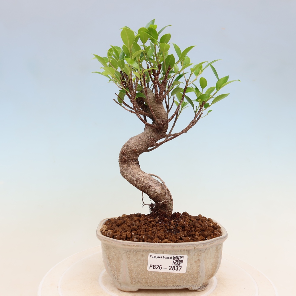 Izbové bonsaje - Ficus kimmen - drobnolistý fikus