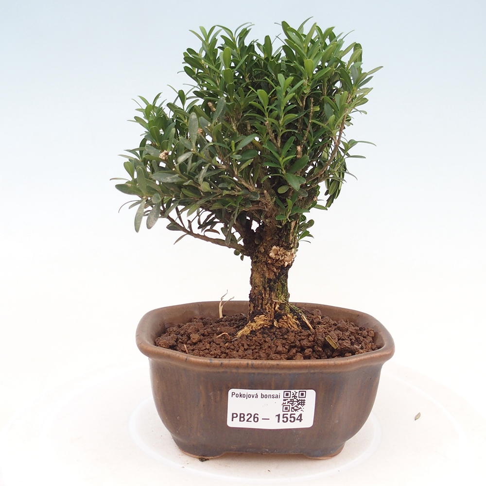 Izbové bonsaje - Buxus harlandii - korkový buxus
