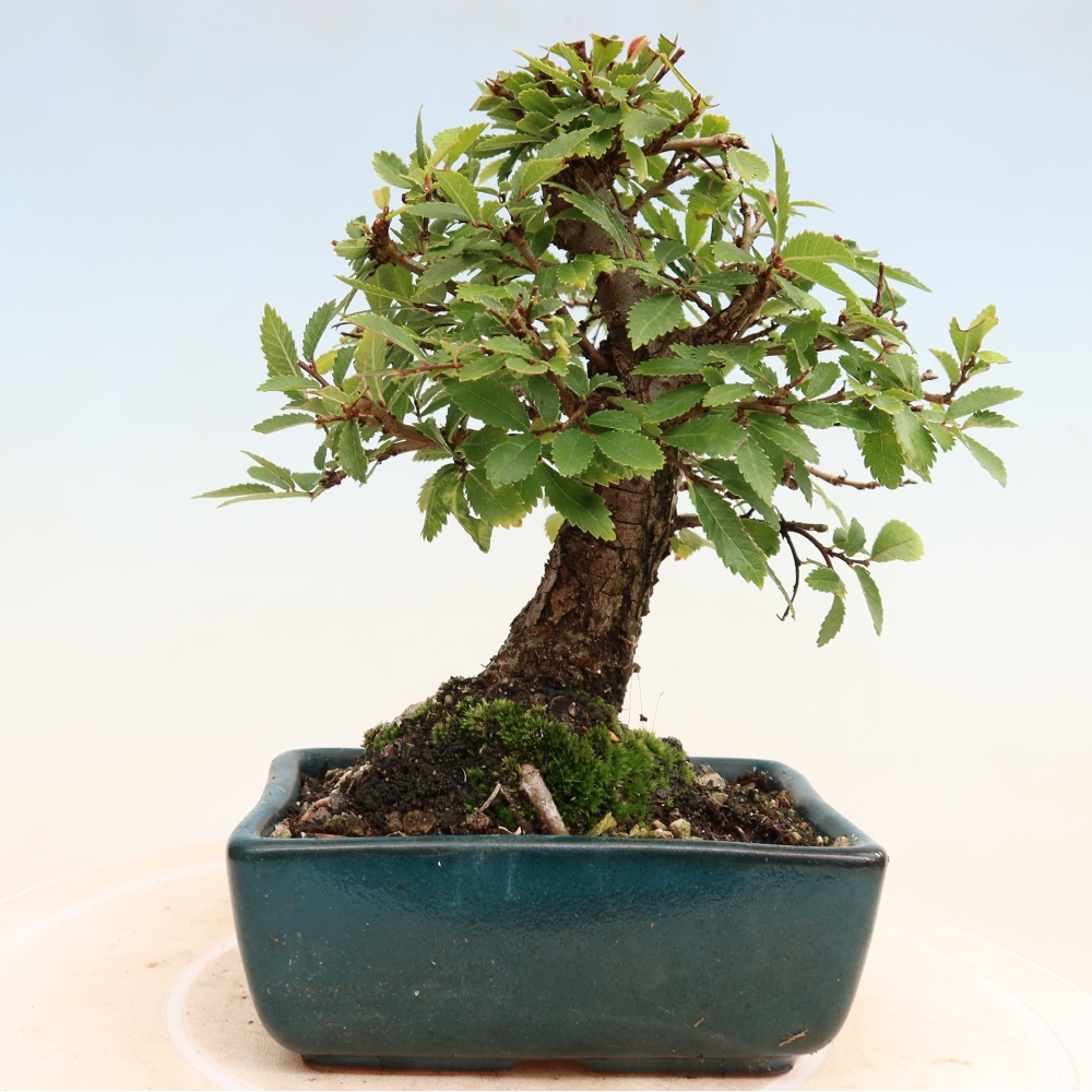 Vonkajšie bonsaje - Zelkova - Zelkova NIRE