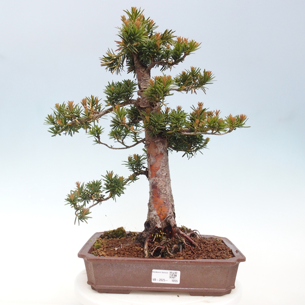 Vonkajší bonsai - Taxus cuspidata - Tis japonský