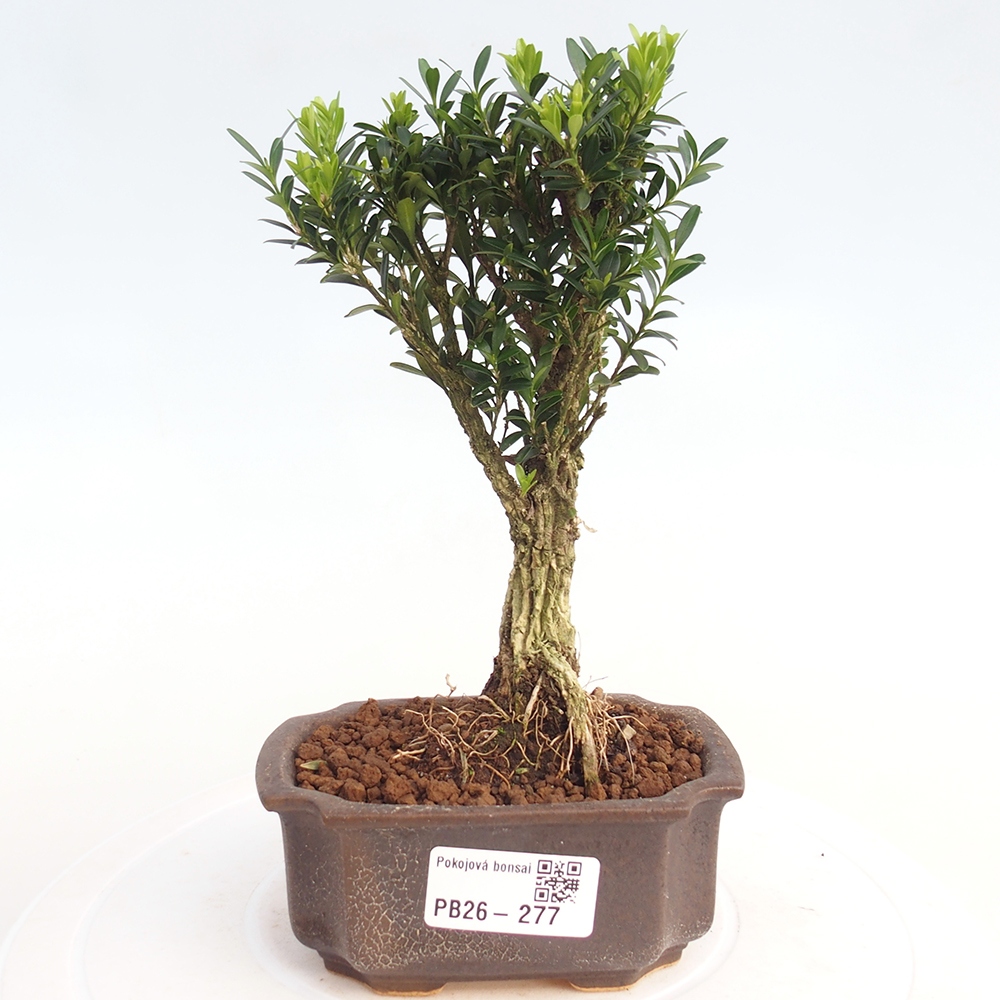 Izbové bonsaje - Buxus harlandii - korkový buxus