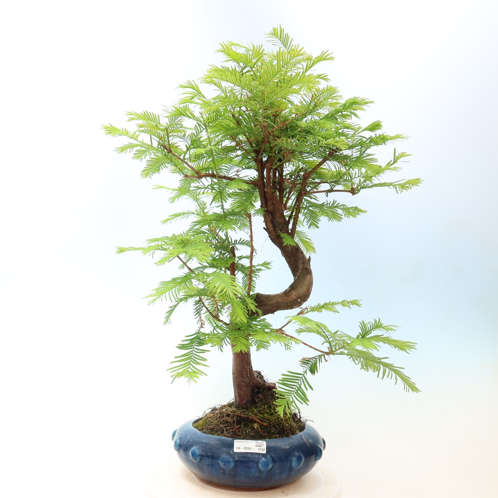 Vonkajšie bonsaje - Metasequoia glyptostroboides - čínska metasekvoja