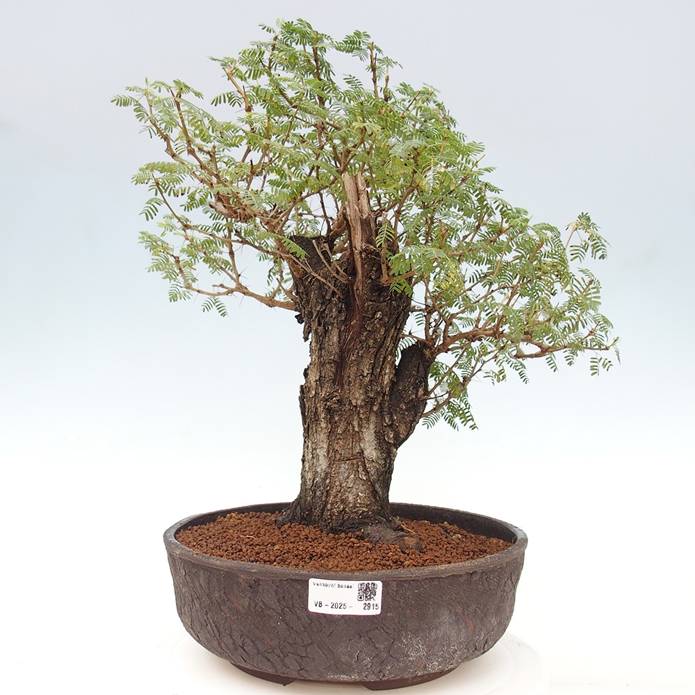 Izbová bonsai - Akacia Arabica