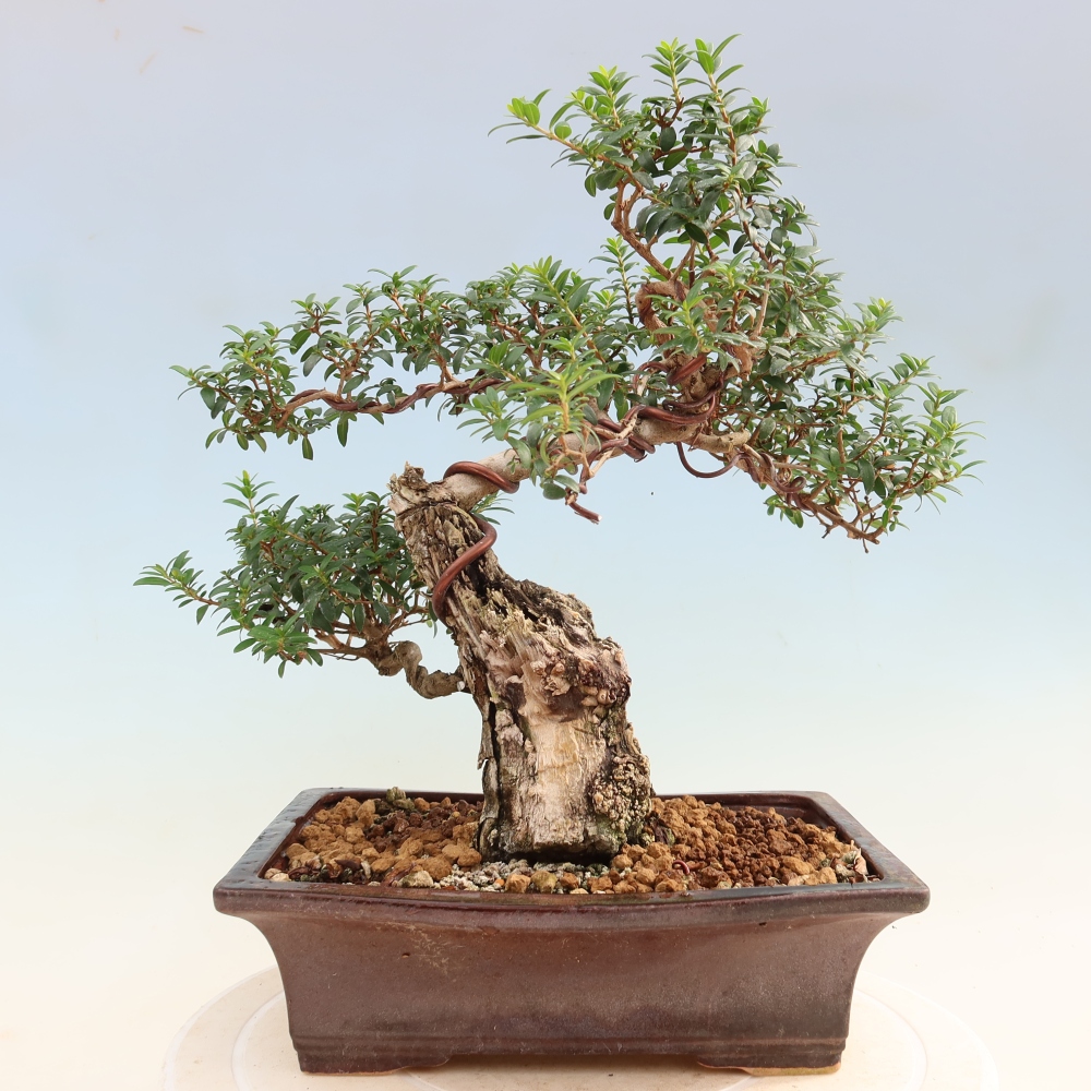 Izba bonsai – Myrtus communis – myrta obyčajná