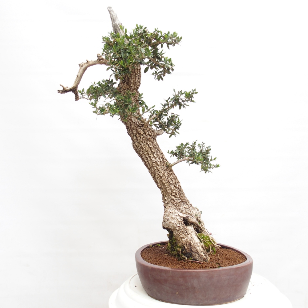 Izbová bonsai - Olea europaea sylvestris -Oliva evropská drobnolistá