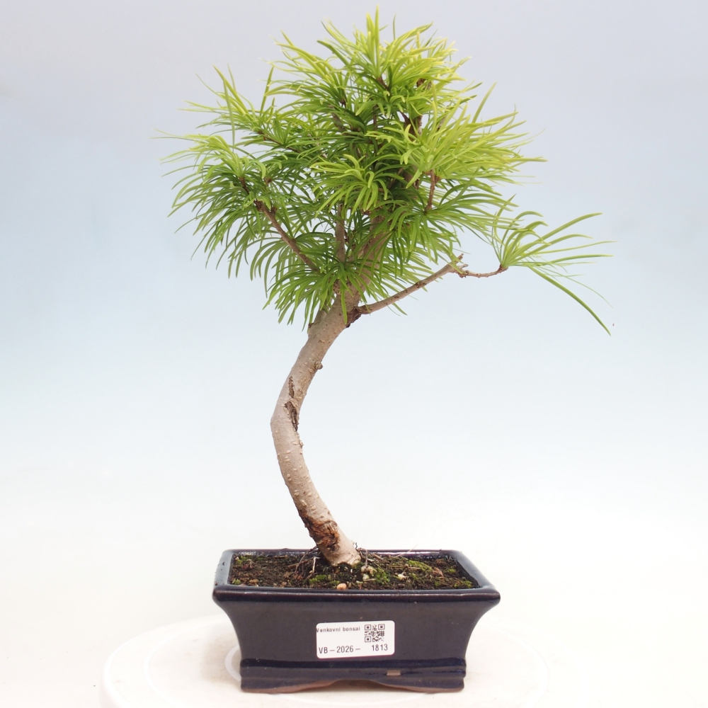 Vonkajšie bonsaje - Pseudolarix amabis-Pseudolarix amabis