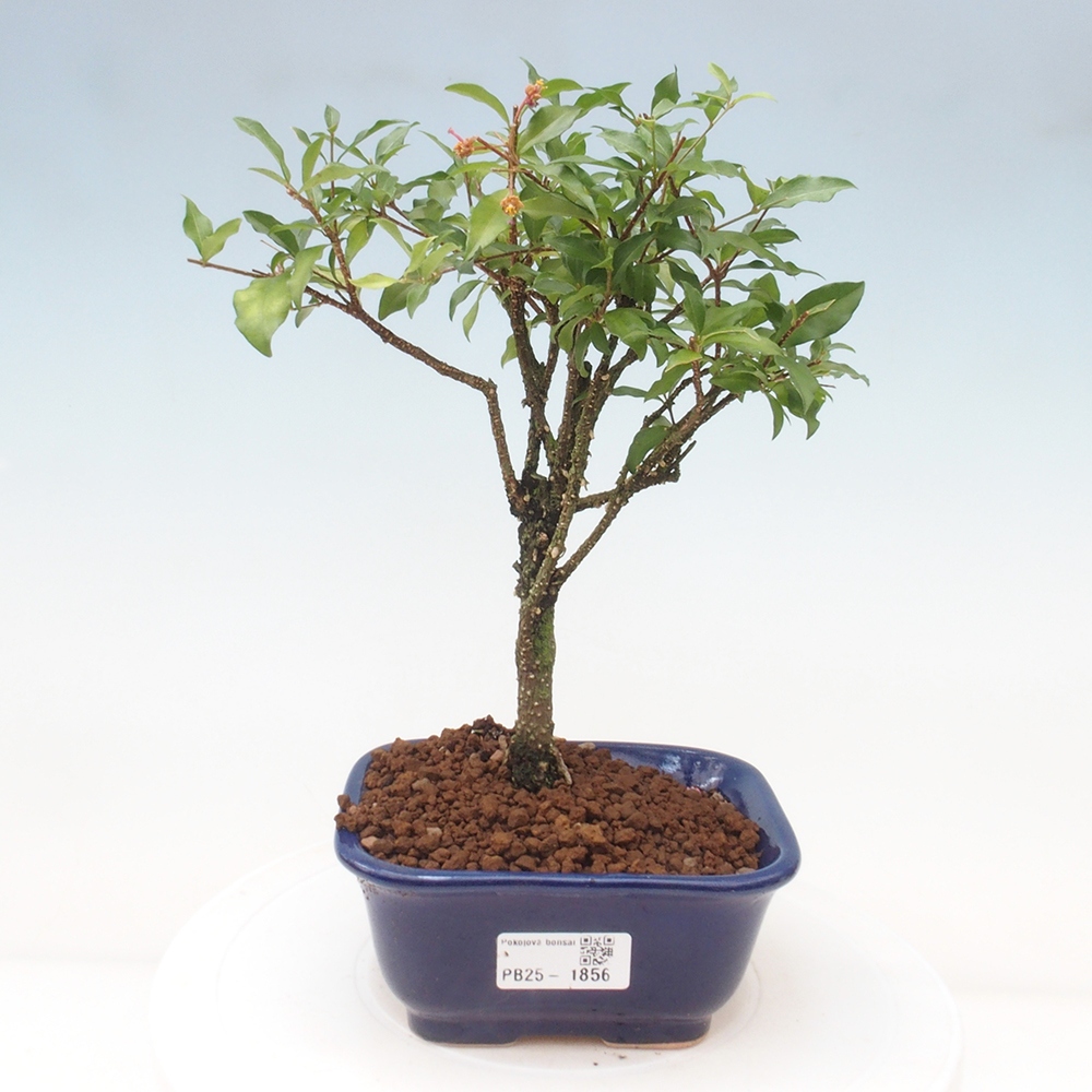 Izbová bonsai - Malpighia coccigera- Barbdorská čerešňa